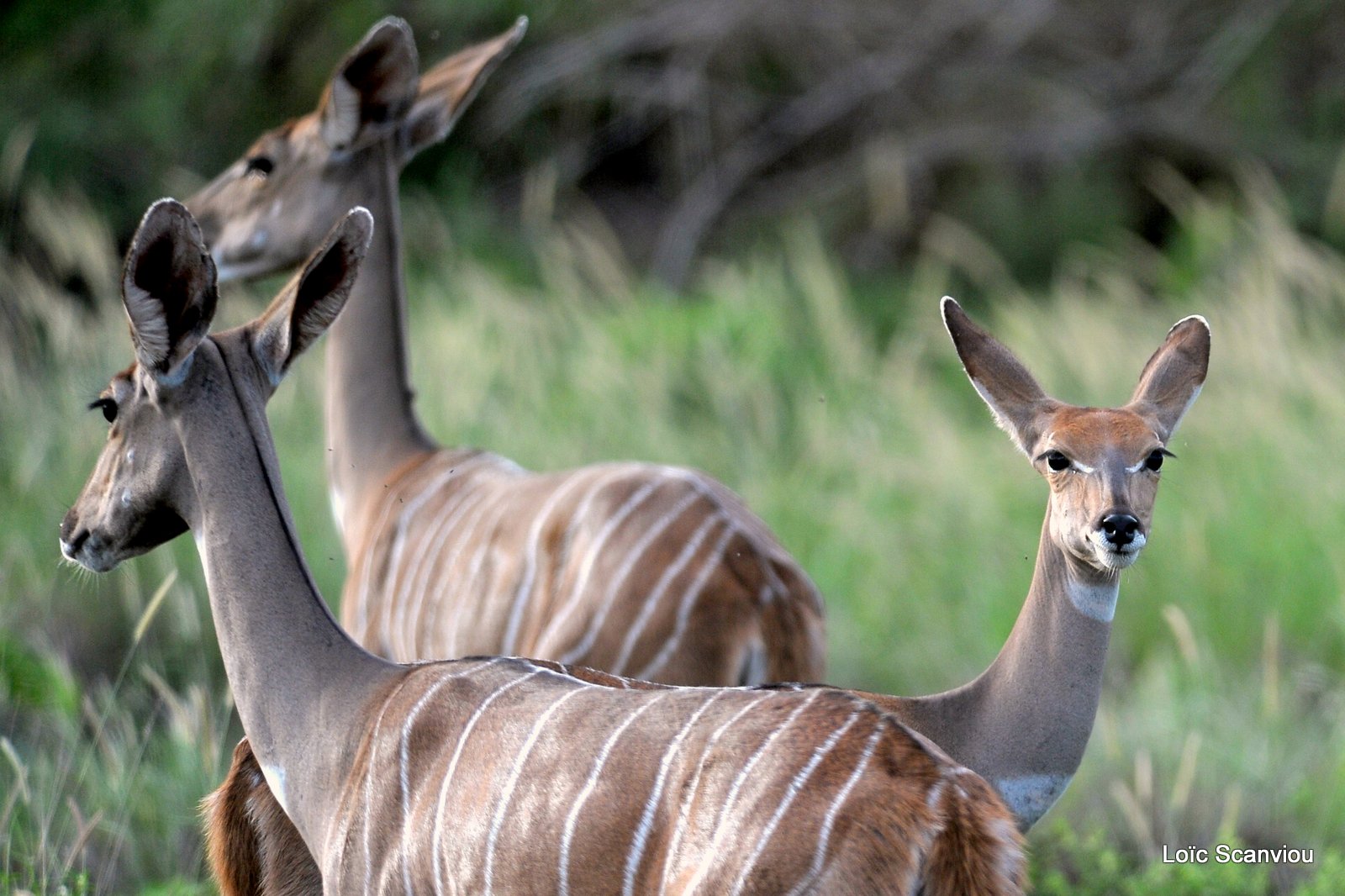 Petit Koudou/Lesser Kudu  (4)