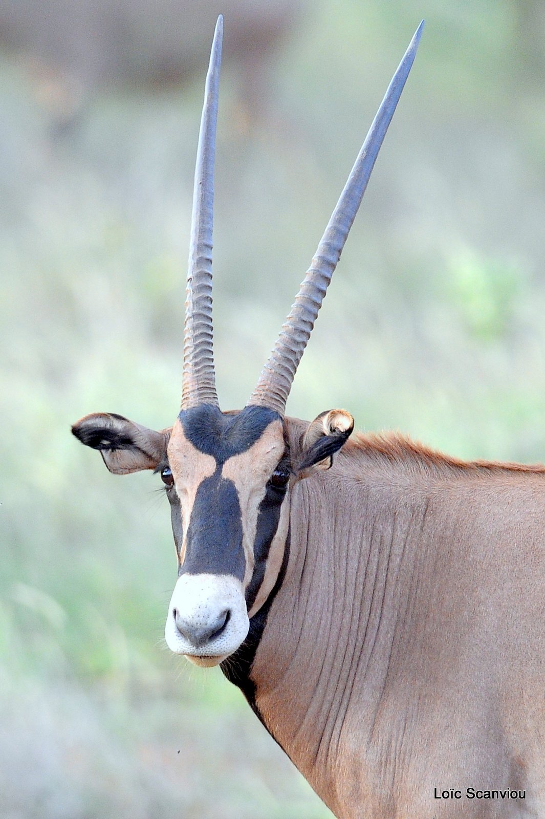 Oryx à oreilles frangées/Fringe-eared Oryx (1)