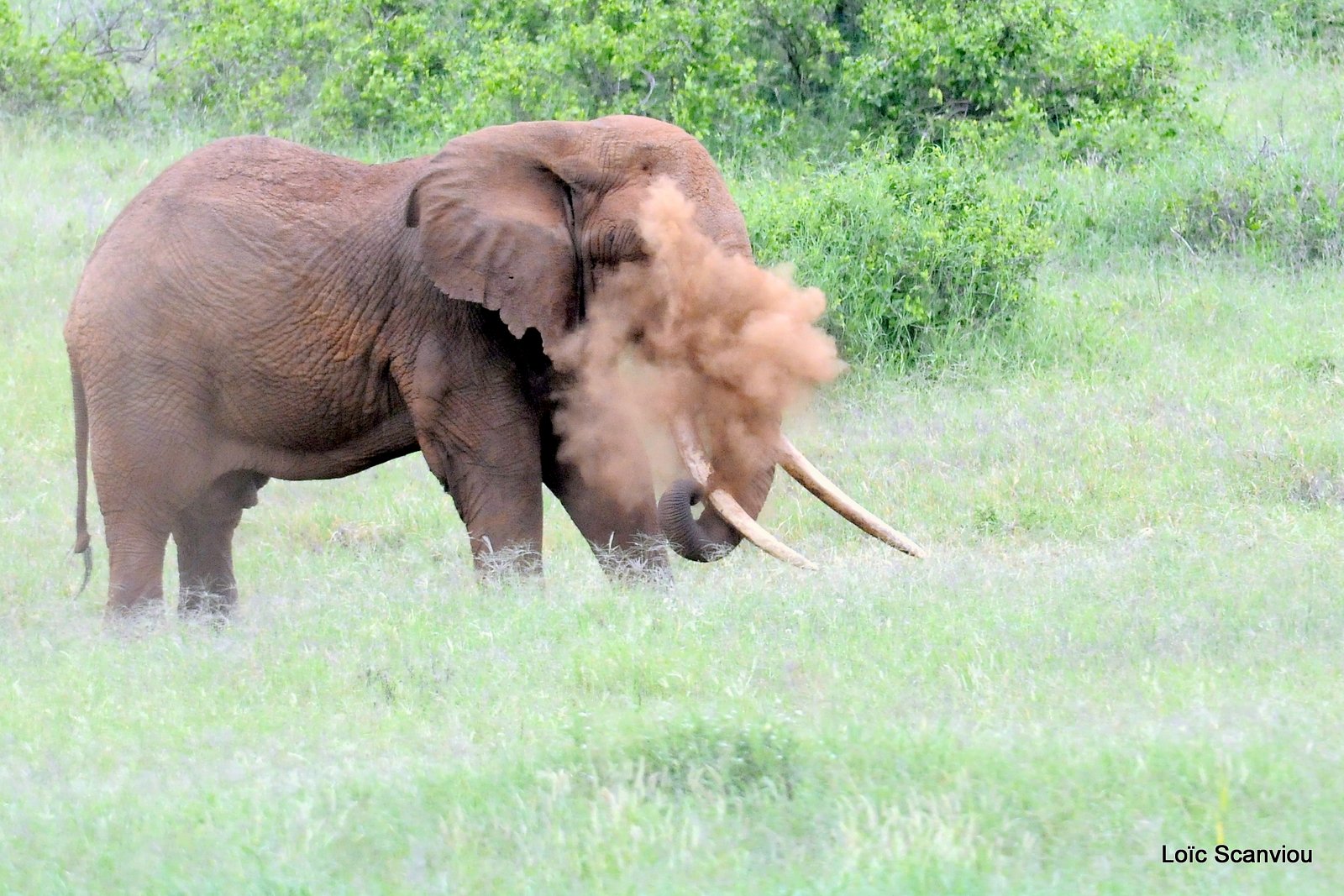 Eléphant (7)