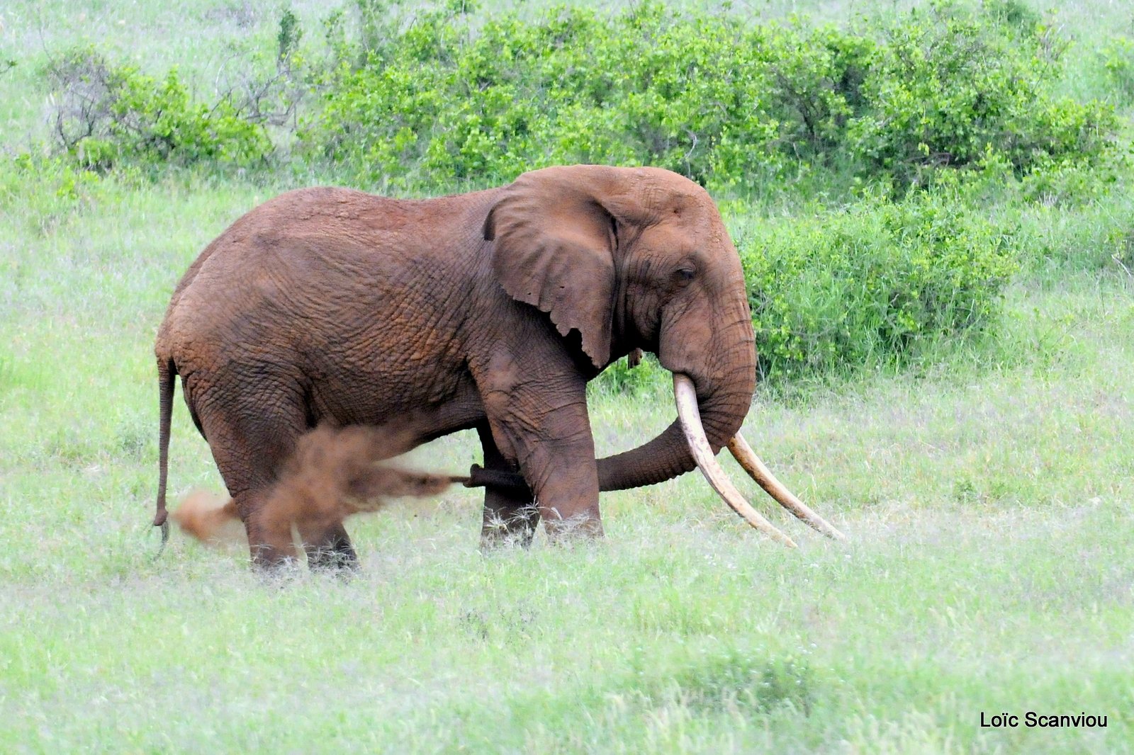 Eléphant (8)