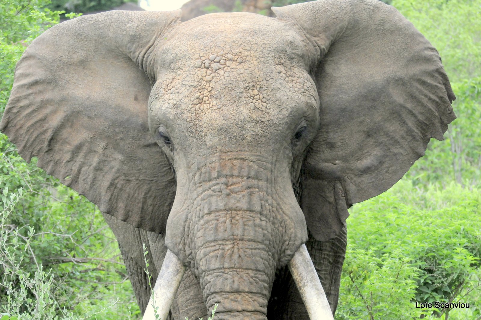 Eléphant (9)