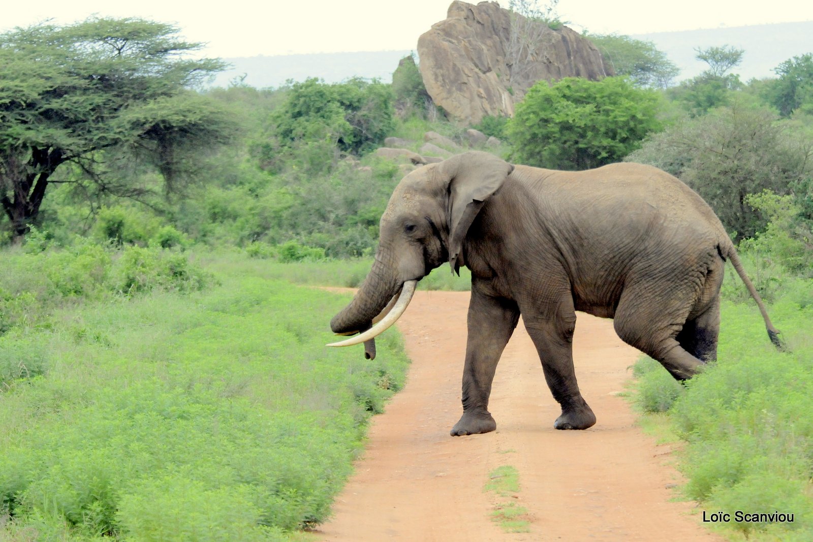 Eléphant (10)
