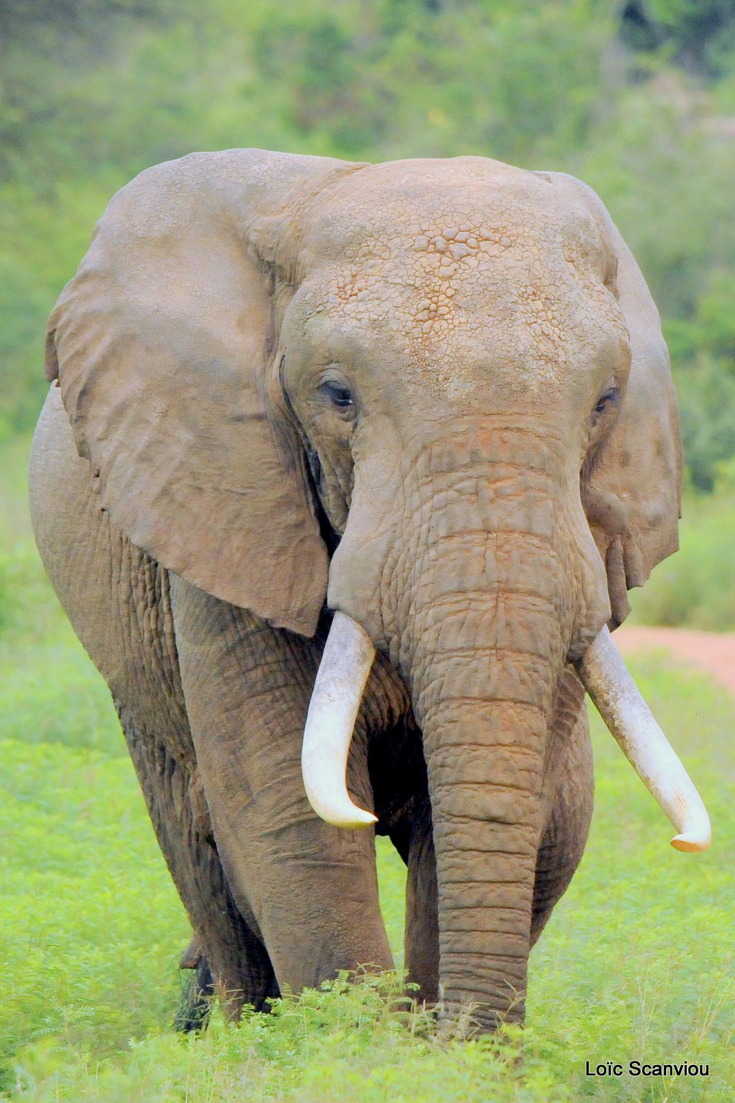 Eléphant (12)
