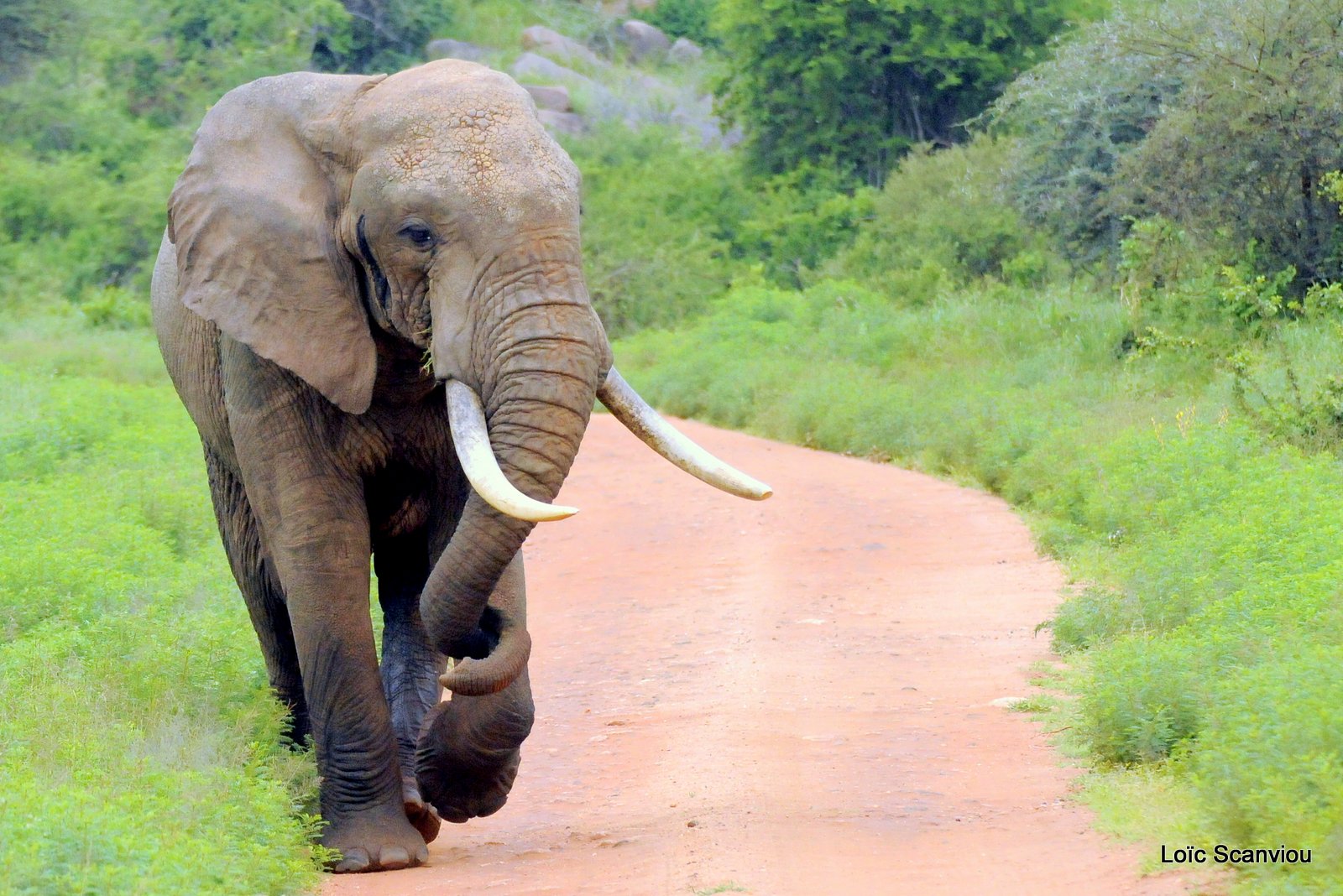 Eléphant (13)
