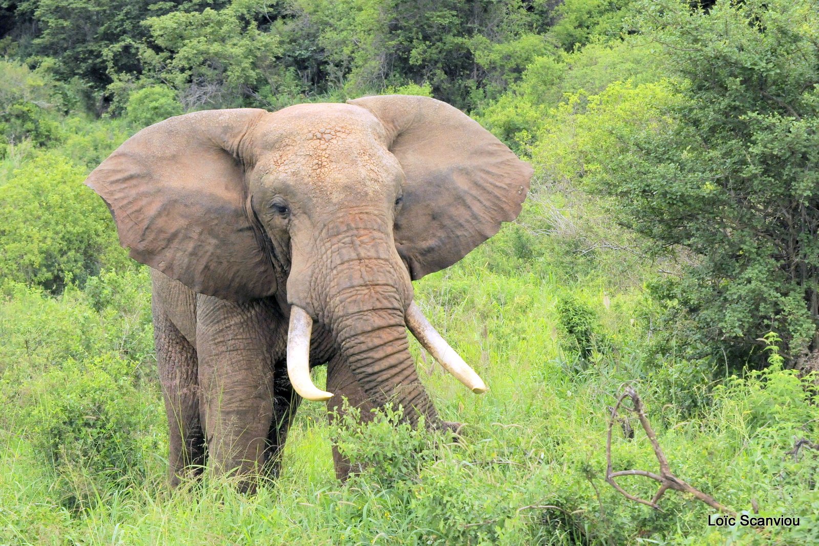 Eléphant (14)