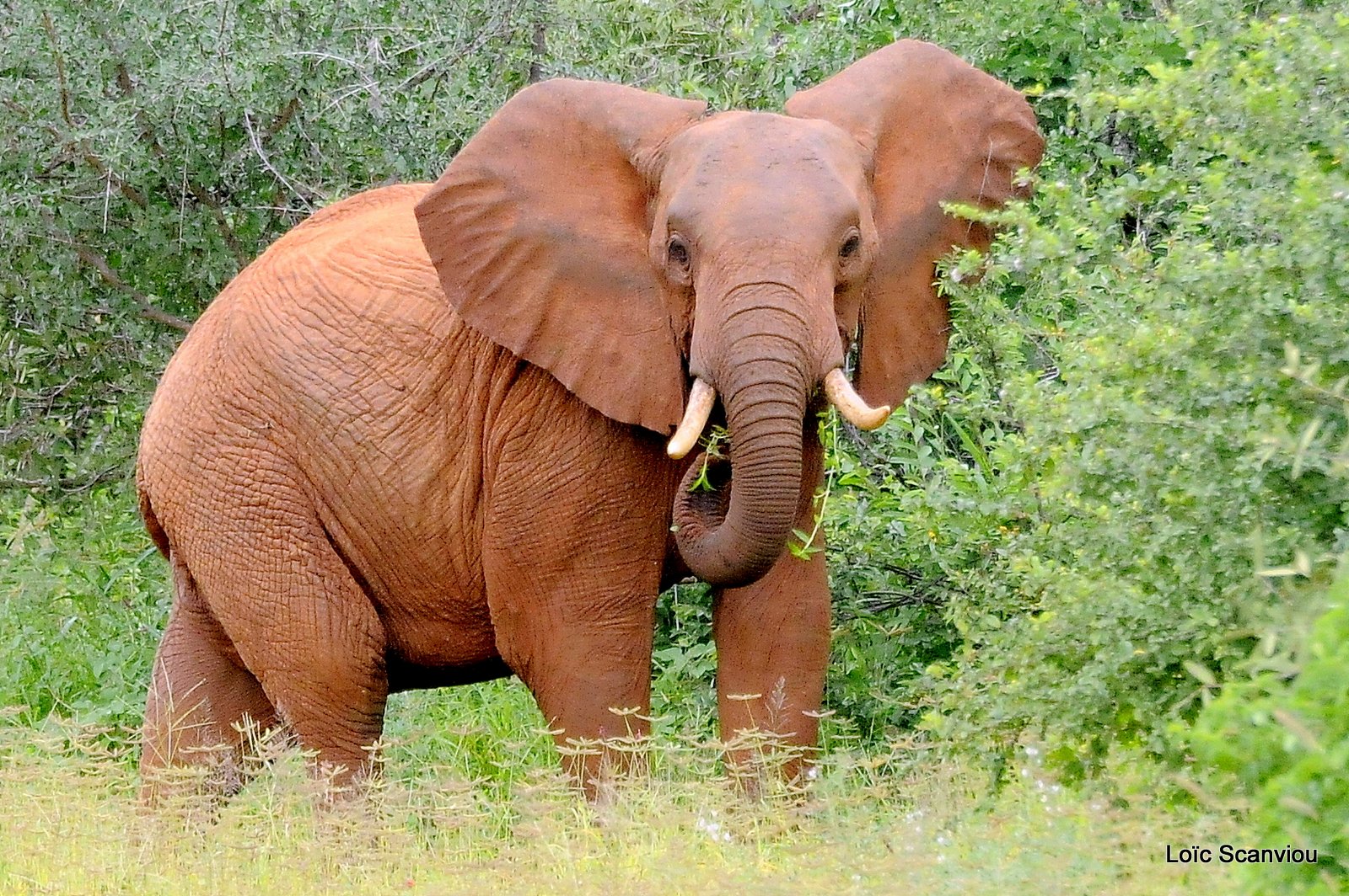 Eléphant (15)