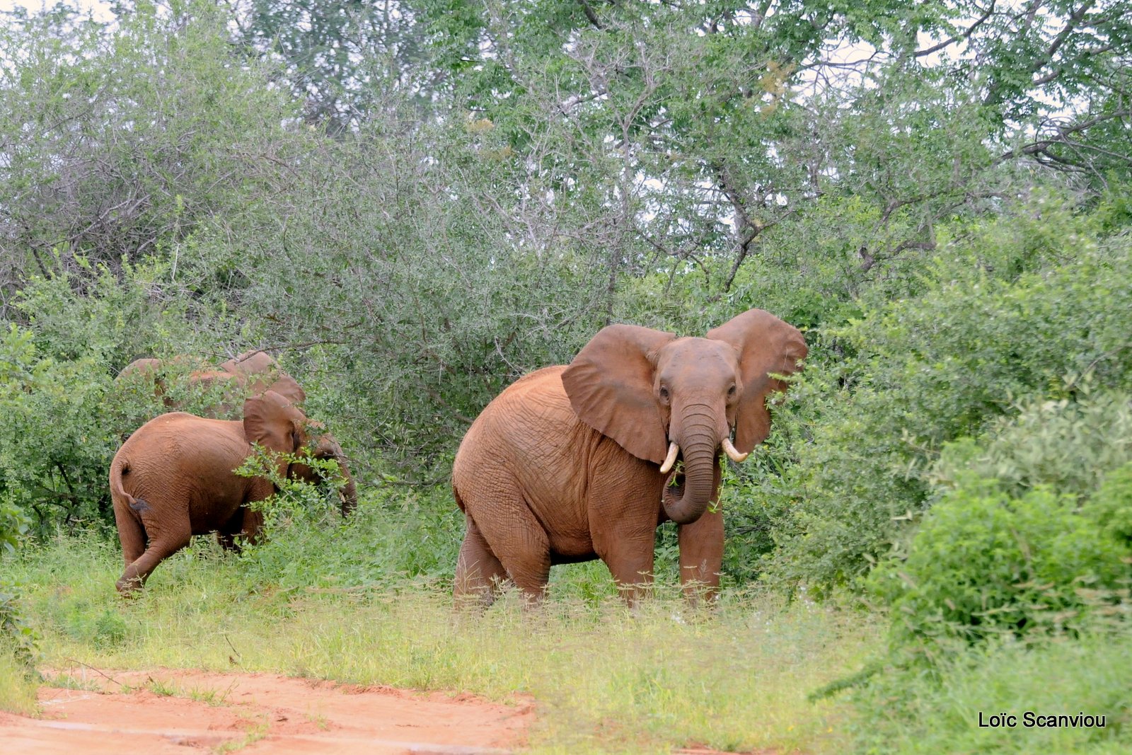 Eléphant (16)