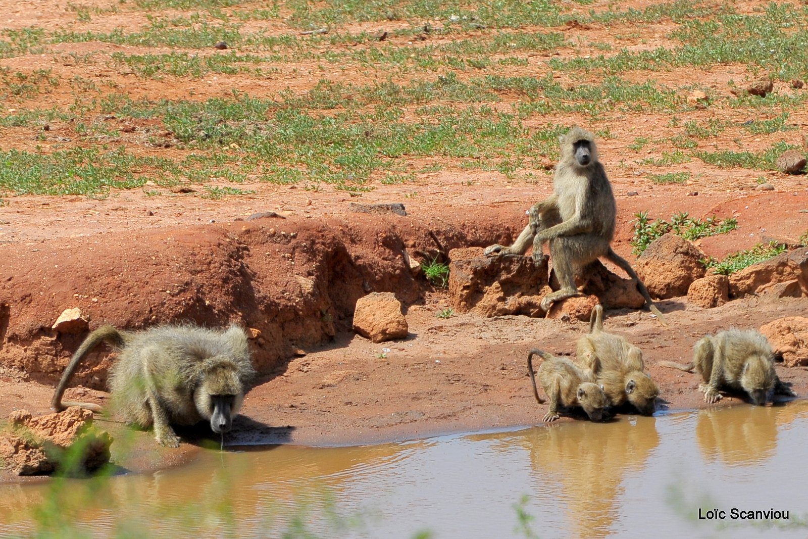 Babouin olive/Olive Baboon (7)