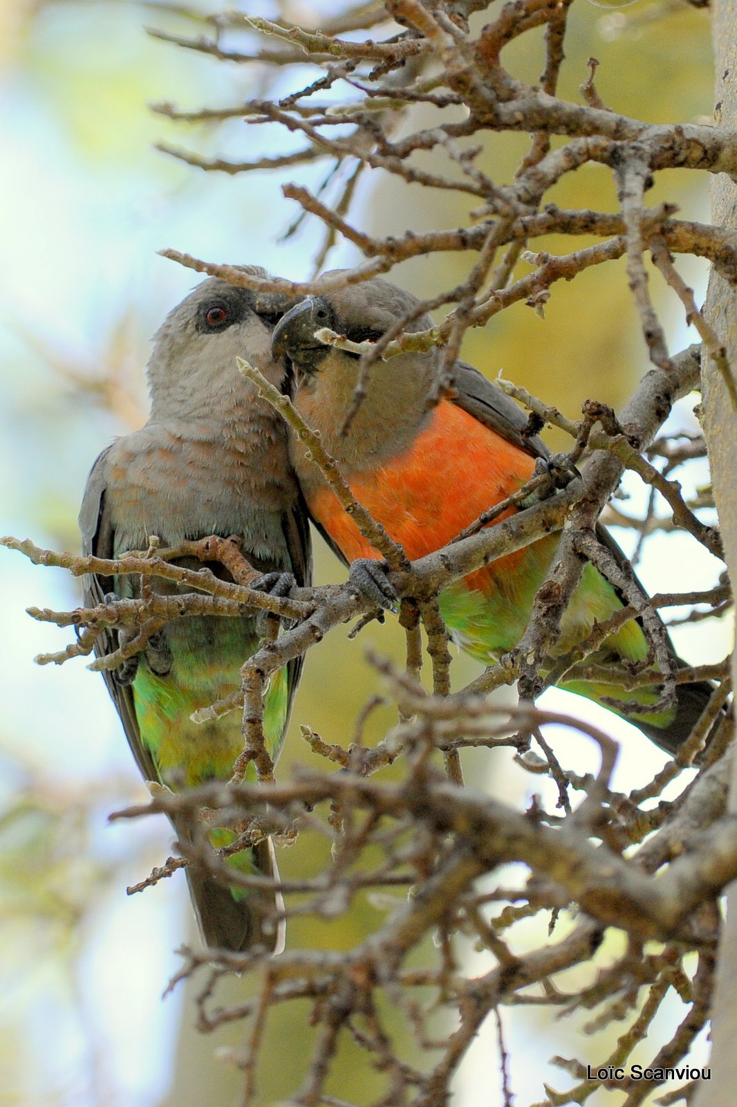 Perroquet à ventre rouge/African Orange-bellied Parrot (1)