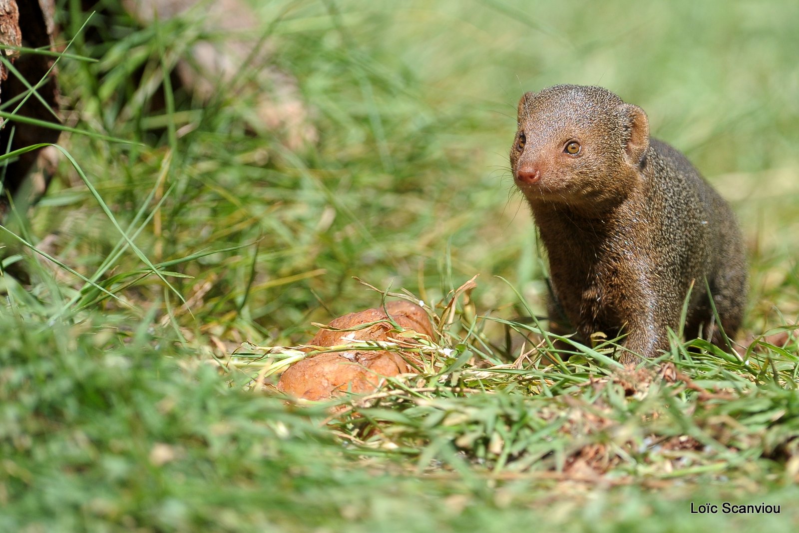 Mangouste/Mongoose (4)