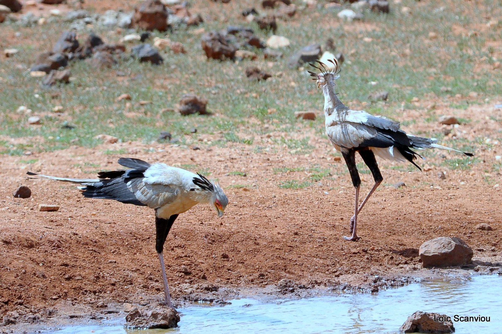 Messager sagittaire/Secretary Bird (3)