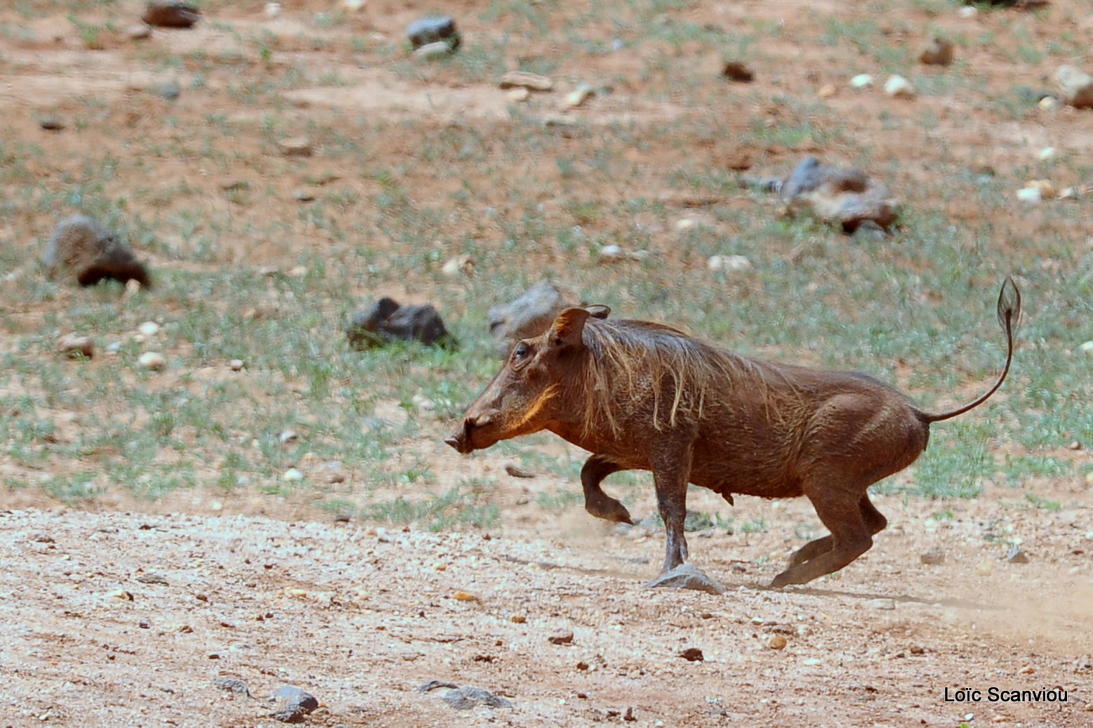 Phacochère/Warthog (4)