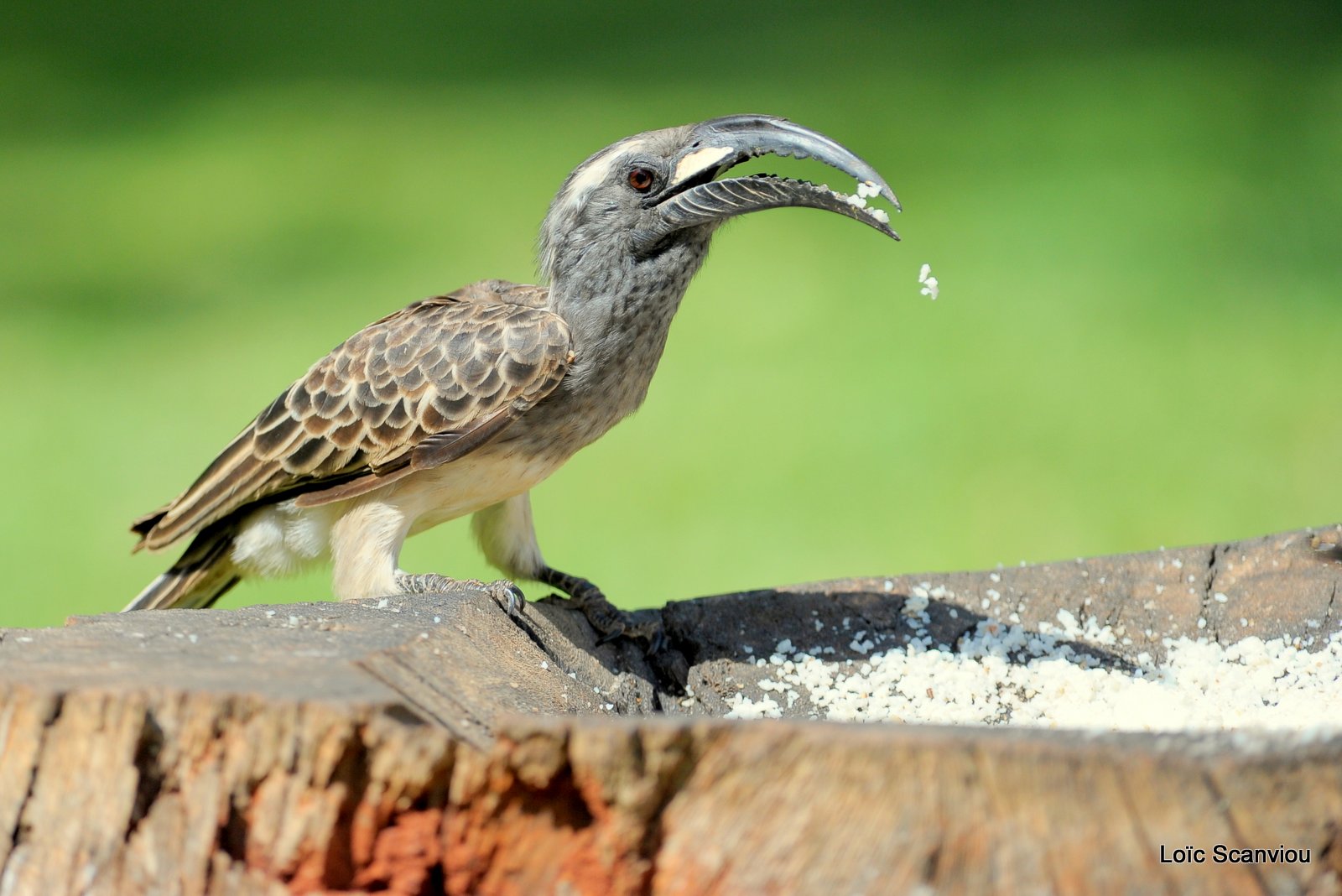 Calao à bec noir/African Grey Hornbill (1)