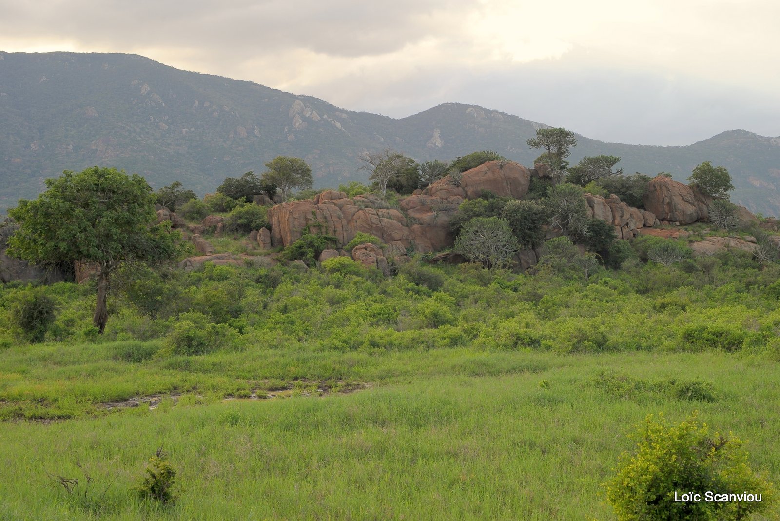 Tsavo West (14)