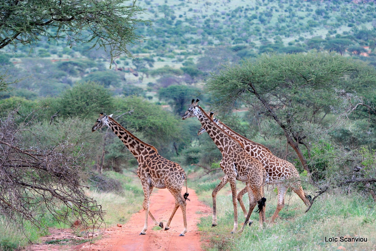 Girafe/Giraffe (9)