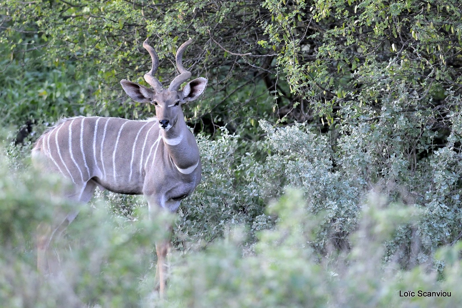 Petit Koudou/Lesser Kudu  (3)