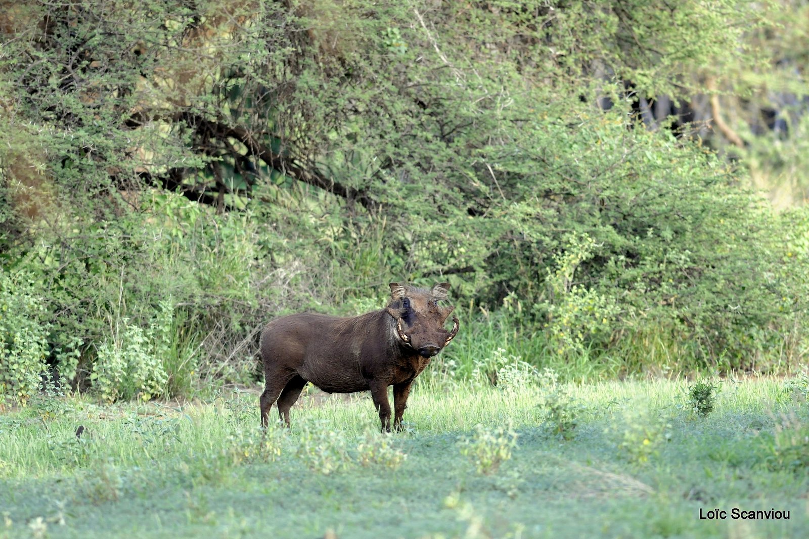Phacochère/Warthog (5)