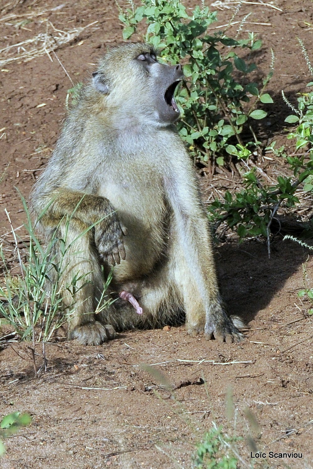 Babouin olive/Olive Baboon  (5)