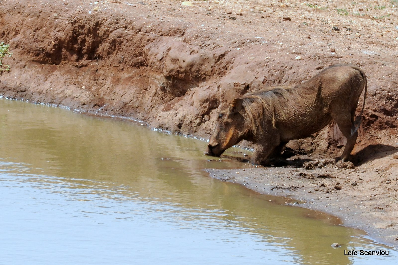 Phacochère/Warthog (6)
