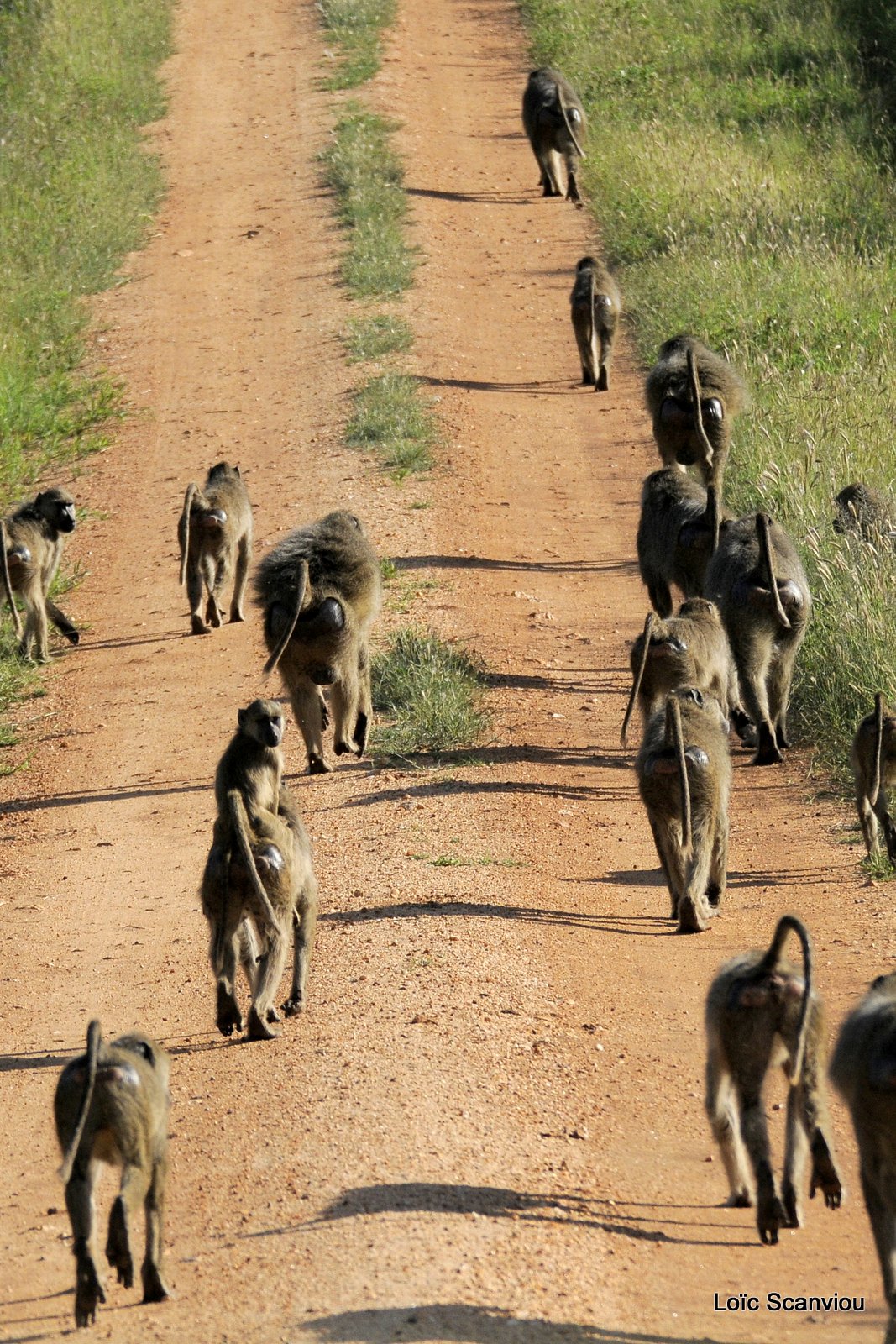 Babouin olive/Olive Baboon (6)
