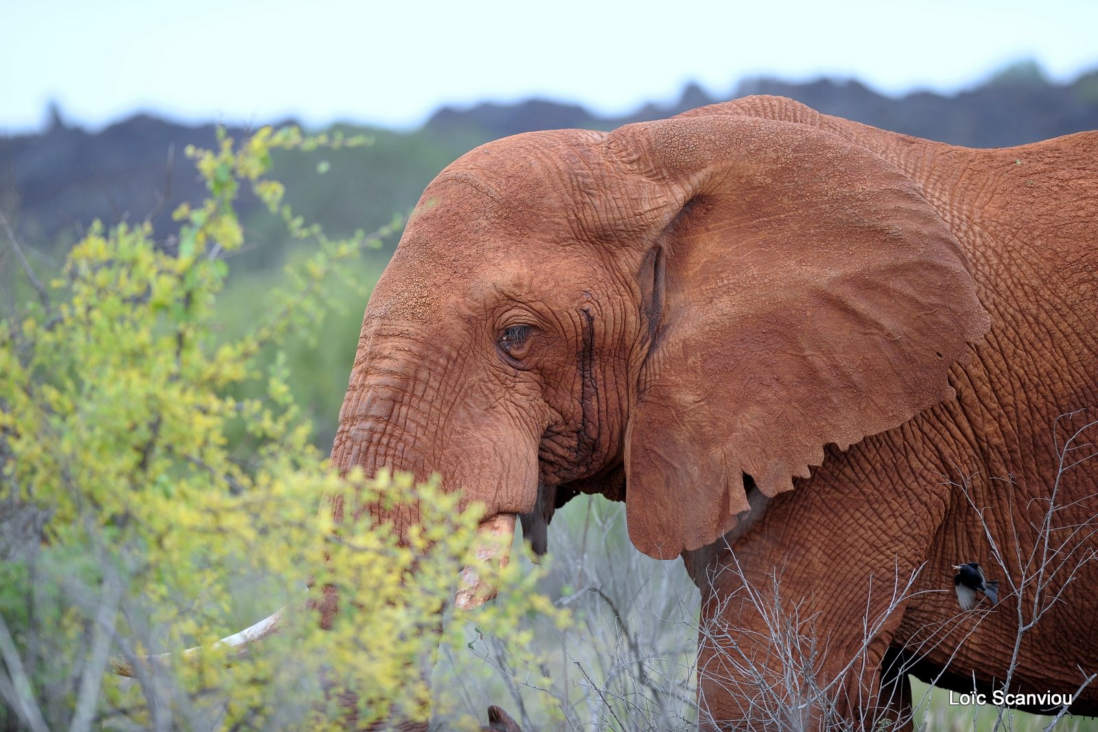 Eléphant (1)