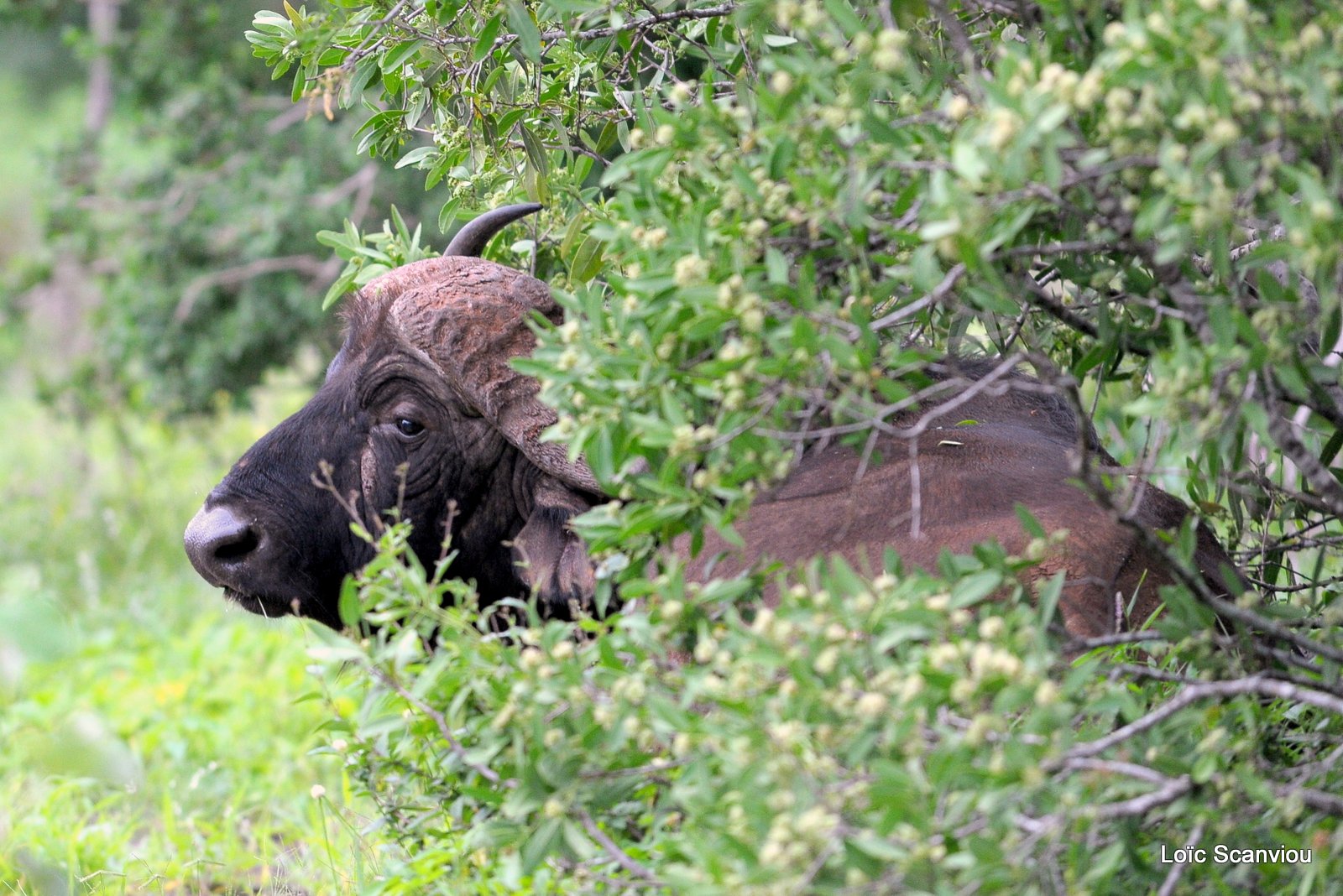 Buffle du Cap/Cape Buffalo (1)