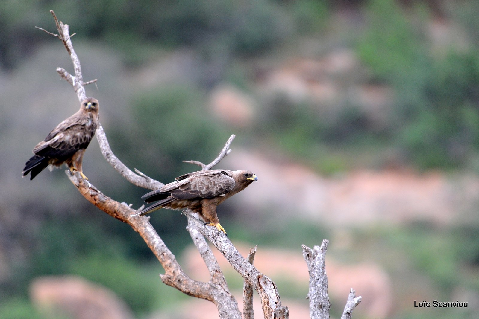 Aigle ravisseur/Tawny eagle (1)