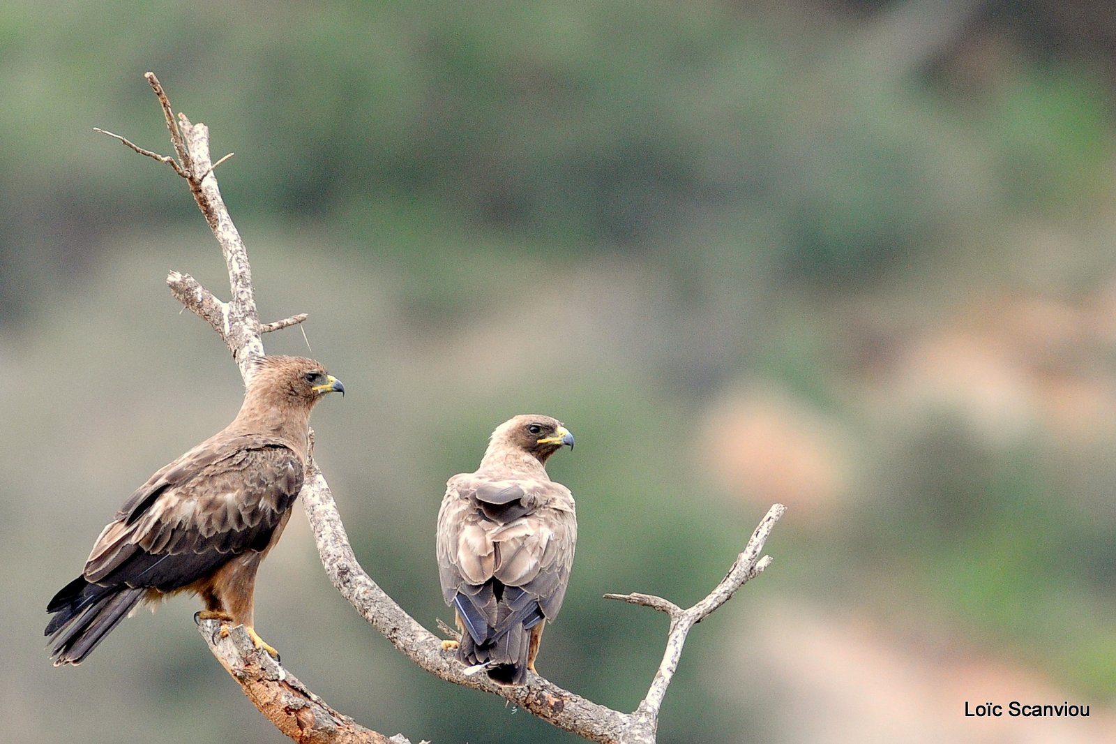 Aigle ravisseur/Tawny eagle (2)