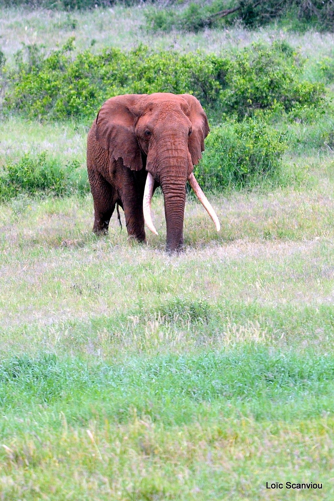 Eléphant (2)