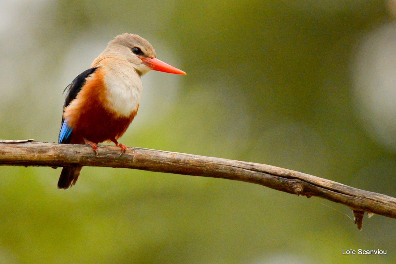 Martin-chasseur à tête grise/Grey-headed Kingfisher (1)