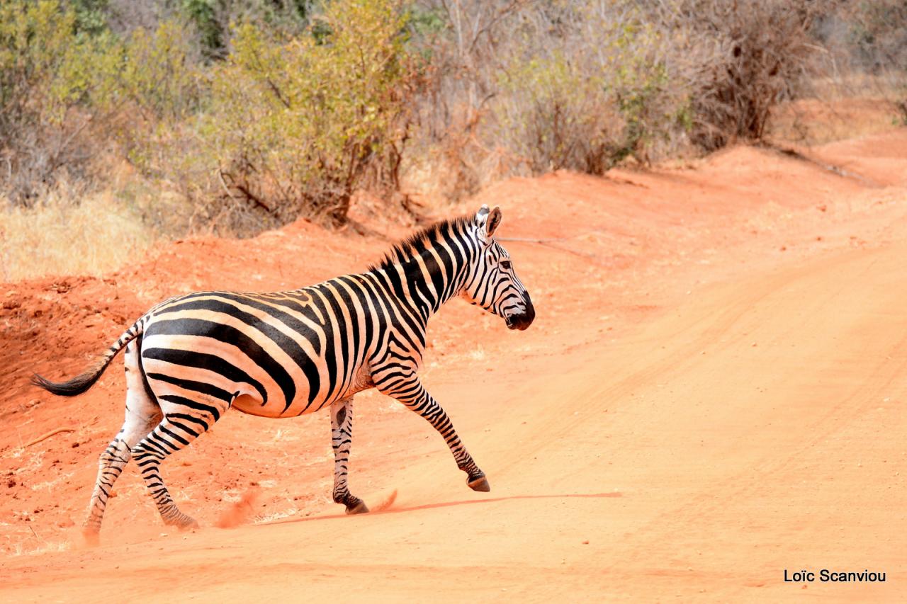Zèbre/Zebra (1)
