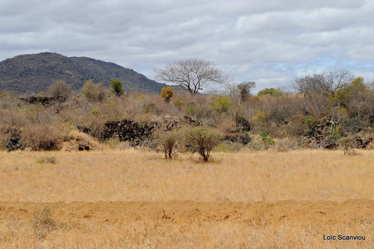 Tsavo West (7)