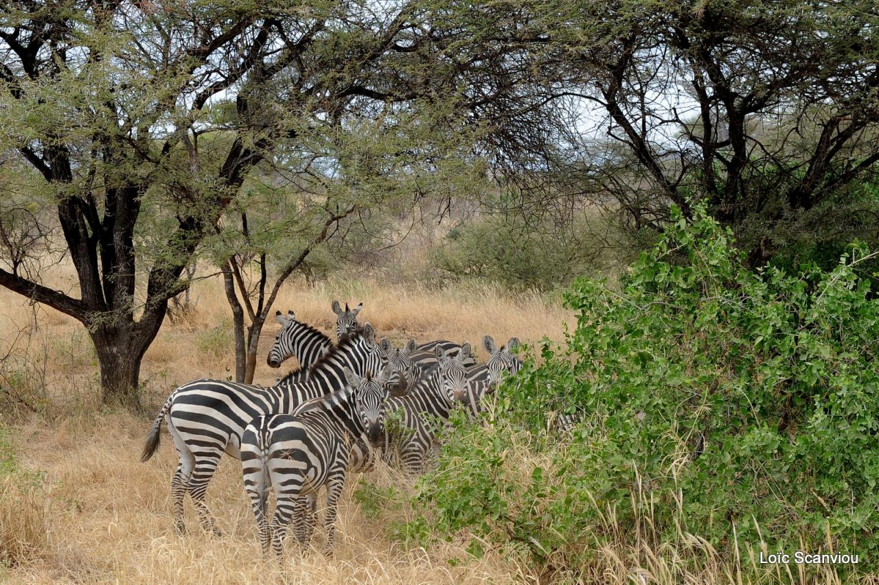 Zèbre/Zebra (10)