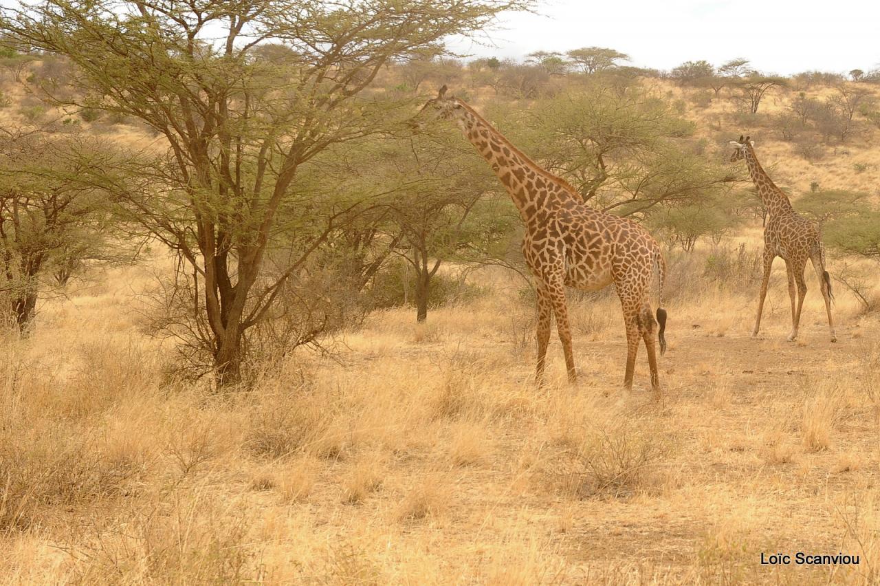 Girafe/Giraffe (11)