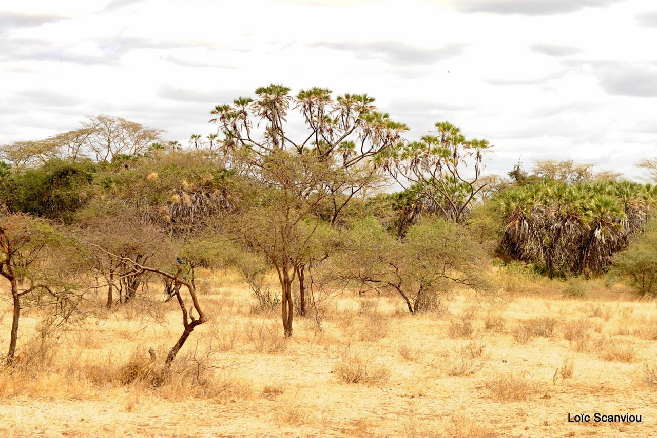Tsavo West (12)
