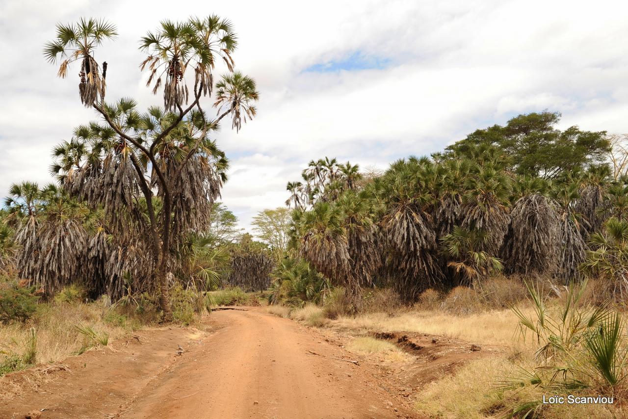 Tsavo West (13)
