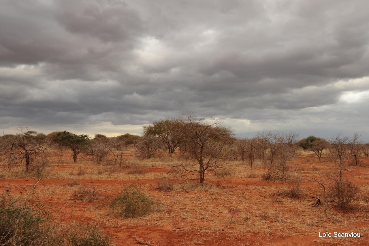 Tsavo West (15)