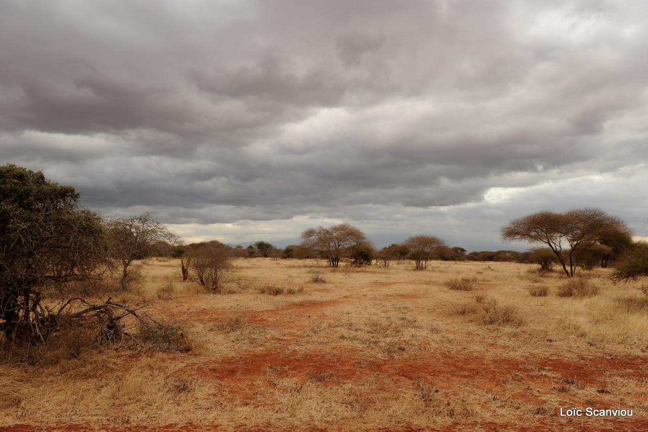 Tsavo West (16)