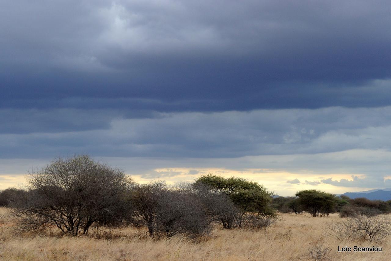 Tsavo West (17)