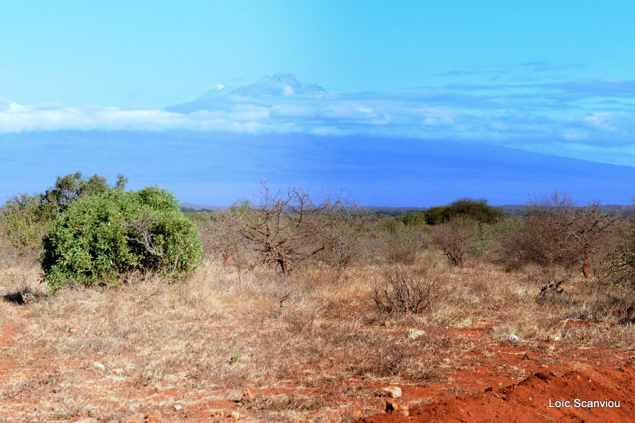 Tsavo West (19)
