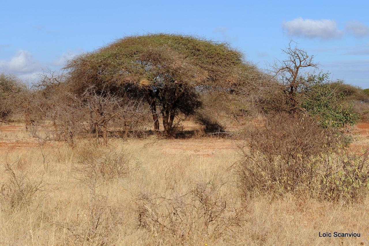 Tsavo West (22)