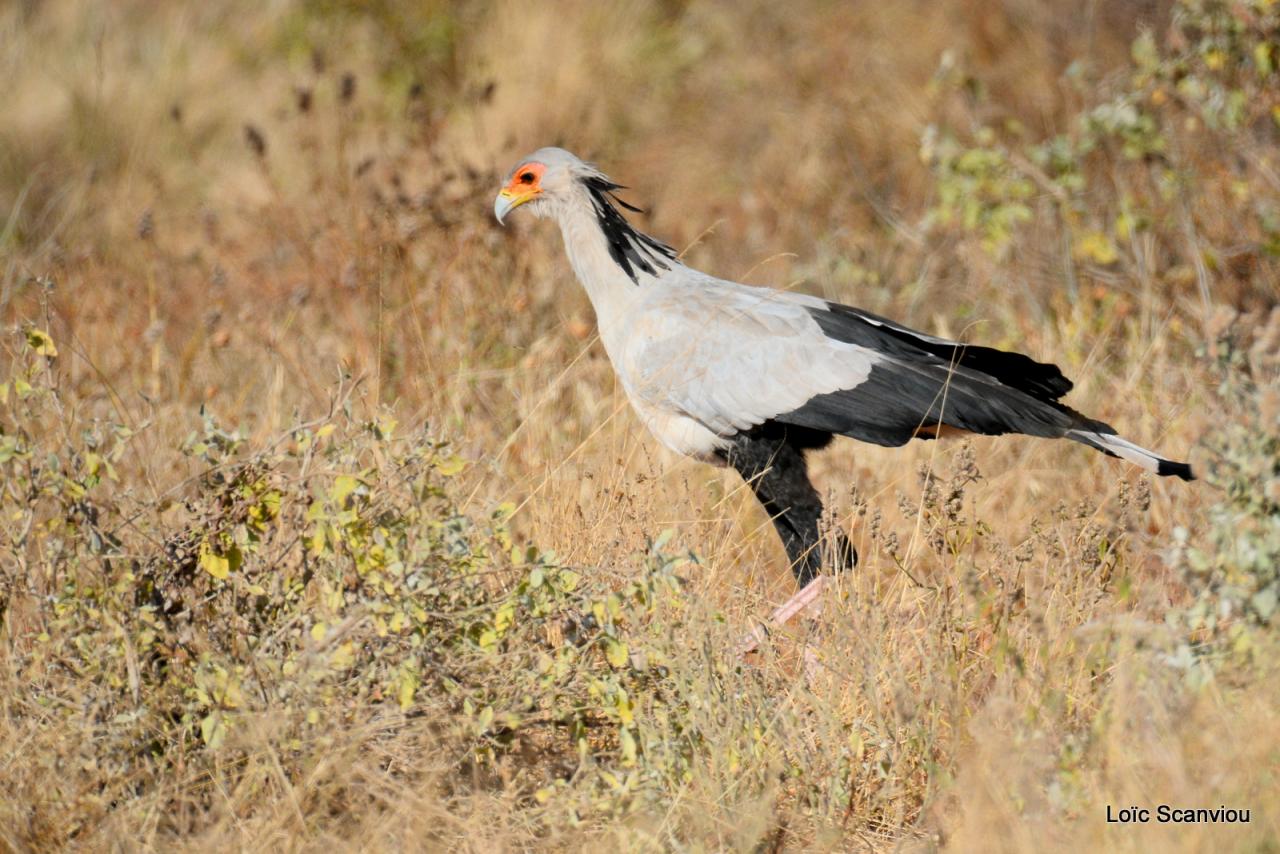 Serpentaire/Secretary Bird (1)