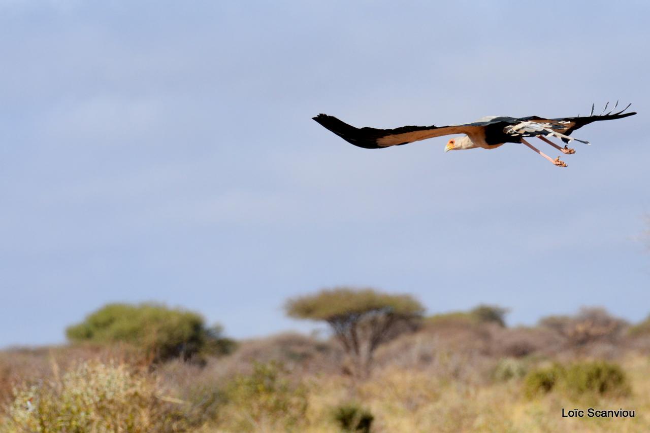 Serpentaire/Secretary Bird (2)