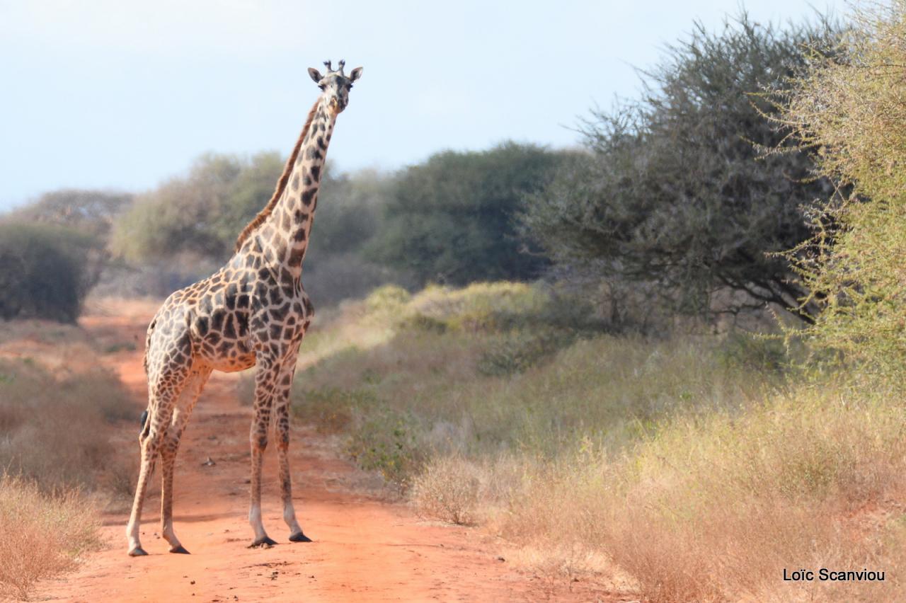 Girafe/Giraffe (12)