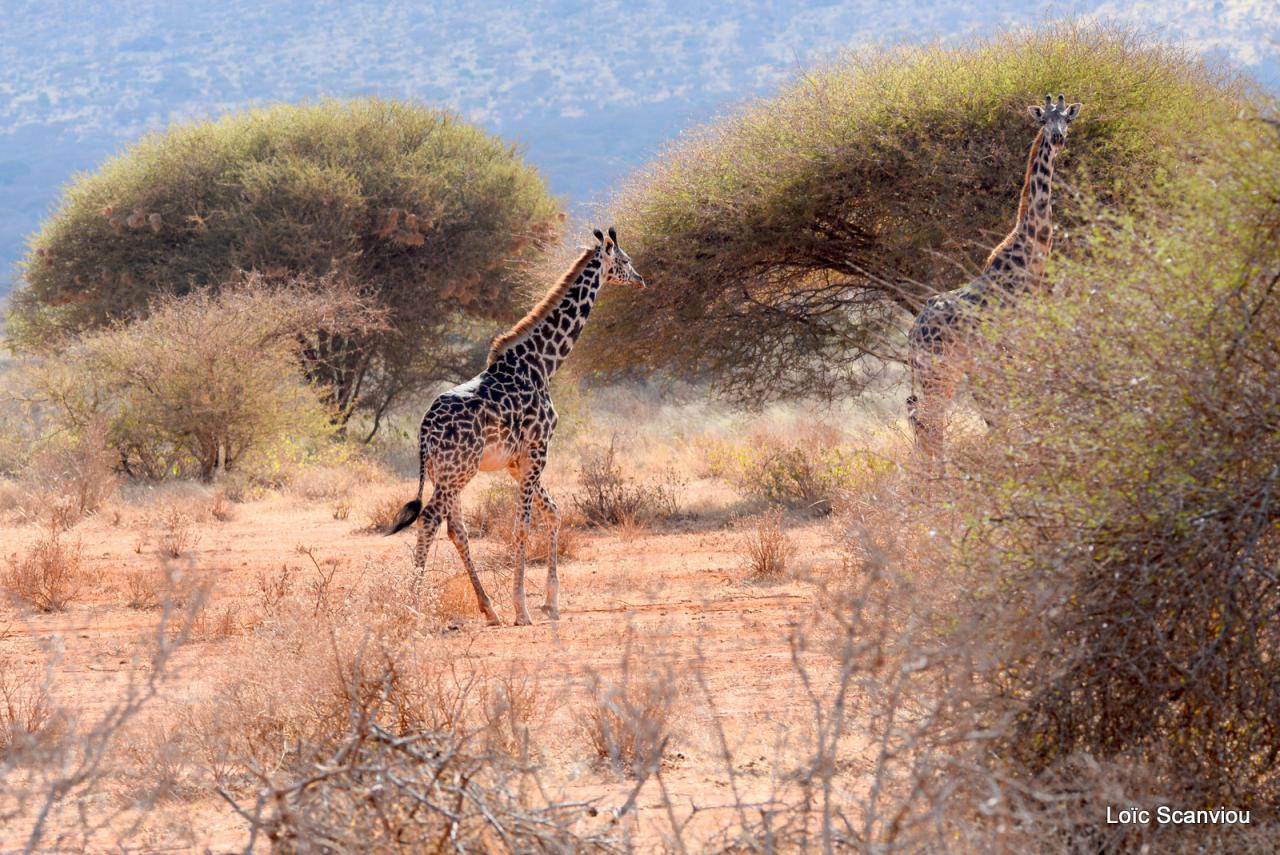 Girafe/Giraffe (13)