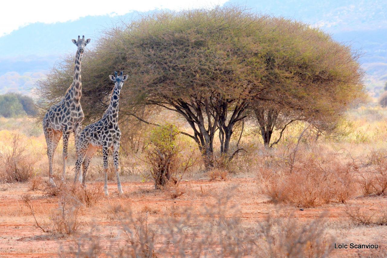 Girafe/Giraffe (14)