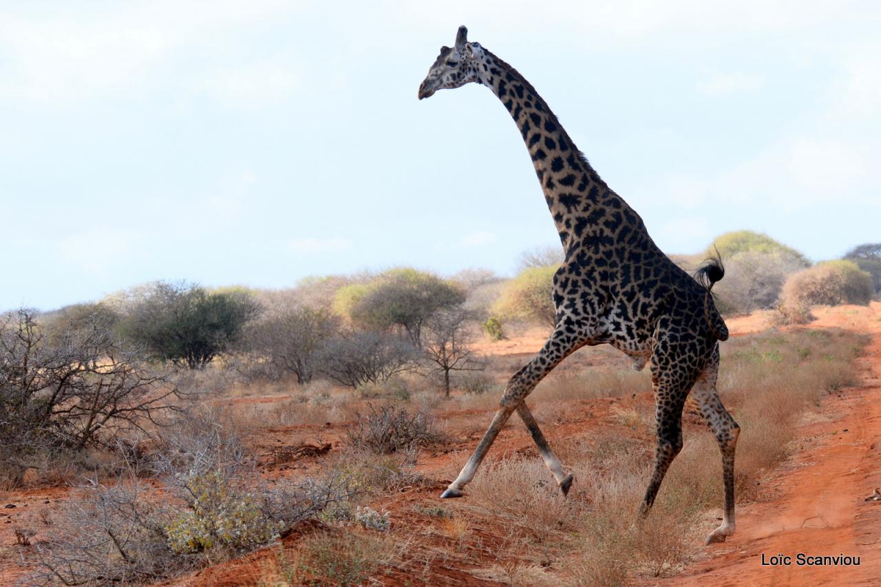 Girafe/Giraffe (15)