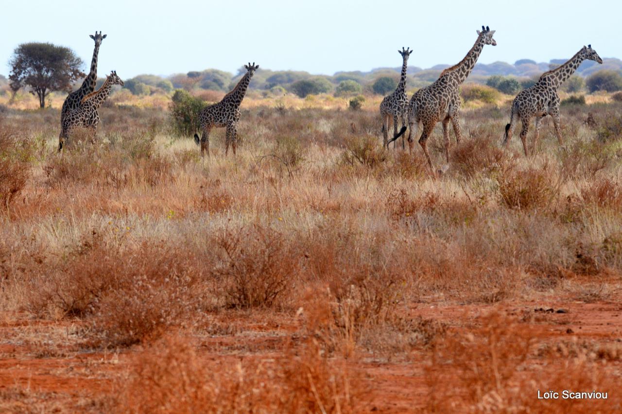 Girafe/Giraffe (16)