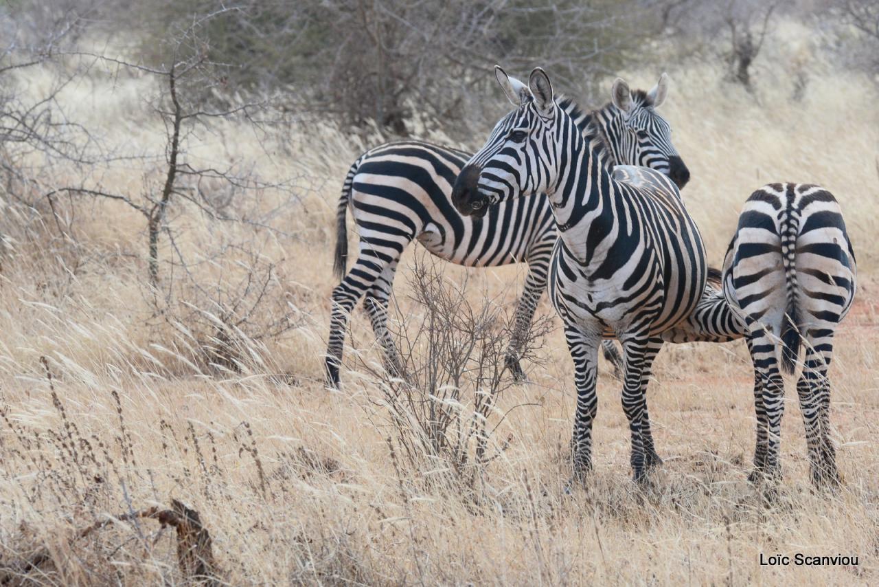 Zèbre/Zebra (16)