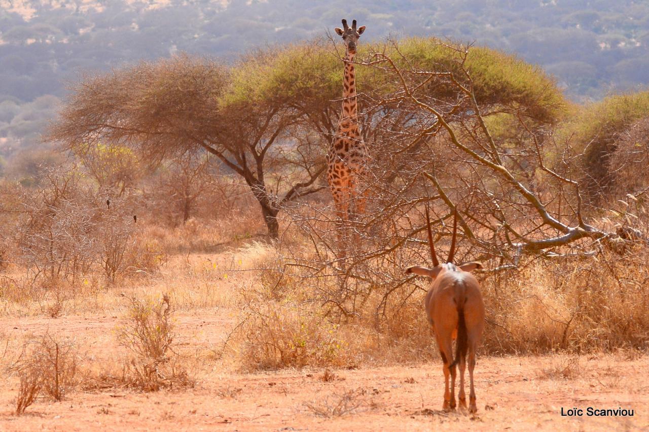 Girafe et oryx (1)